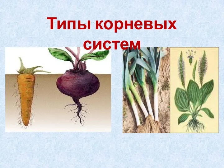 Типы корневых систем