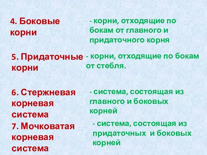 4. Боковые корни - корни, отходящие по бокам от главного и придаточного