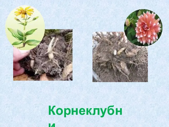 Корнеклубни