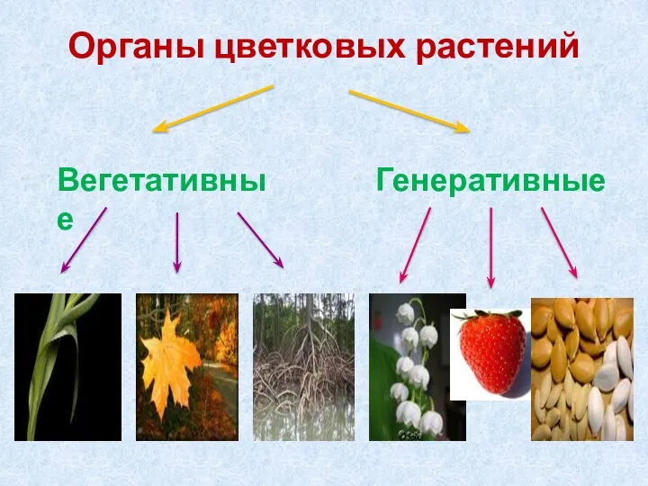 Органы цветковых растений Вегетативные Генеративные
