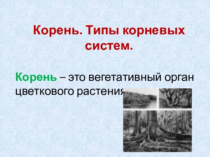 Корень. Типы корневых систем. Корень – это вегетативный орган цветкового растения.