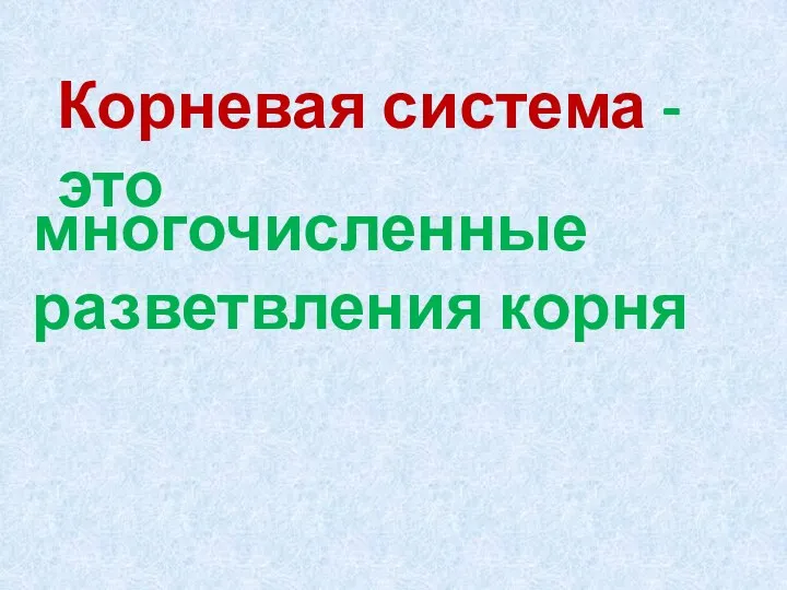 Корневая система - это многочисленные разветвления корня