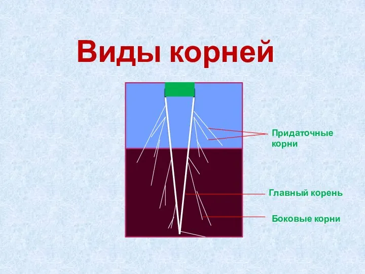 Виды корней Придаточные корни Главный корень Боковые корни