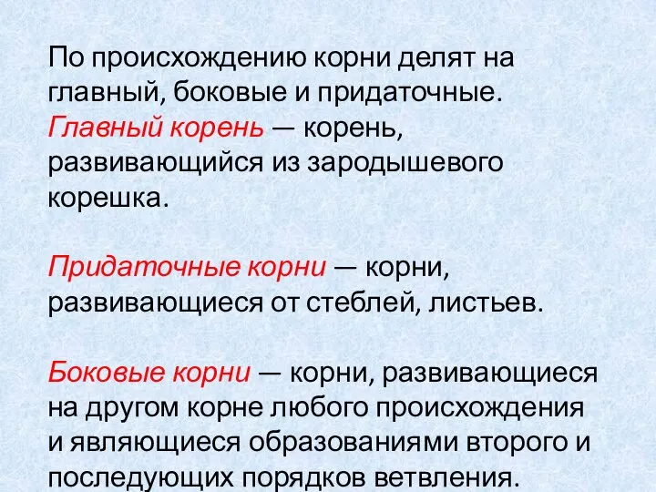 По происхождению корни делят на главный, боковые и придаточные. Главный корень —