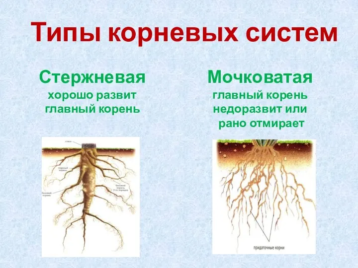 Типы корневых систем Стержневая хорошо развит главный корень Мочковатая главный корень недоразвит или рано отмирает