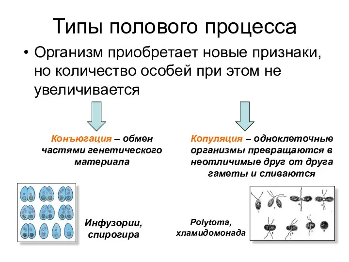 Типы полового процесса Организм приобретает новые признаки, но количество особей при этом