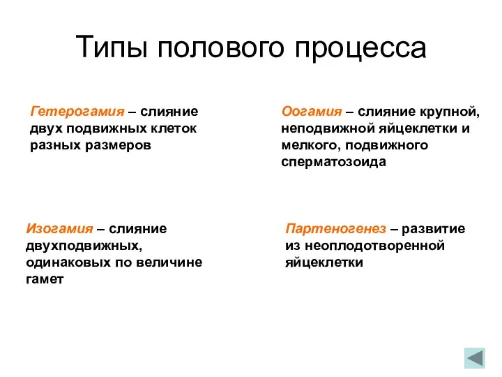 Типы полового процесса Гетерогамия – слияние двух подвижных клеток разных размеров Оогамия