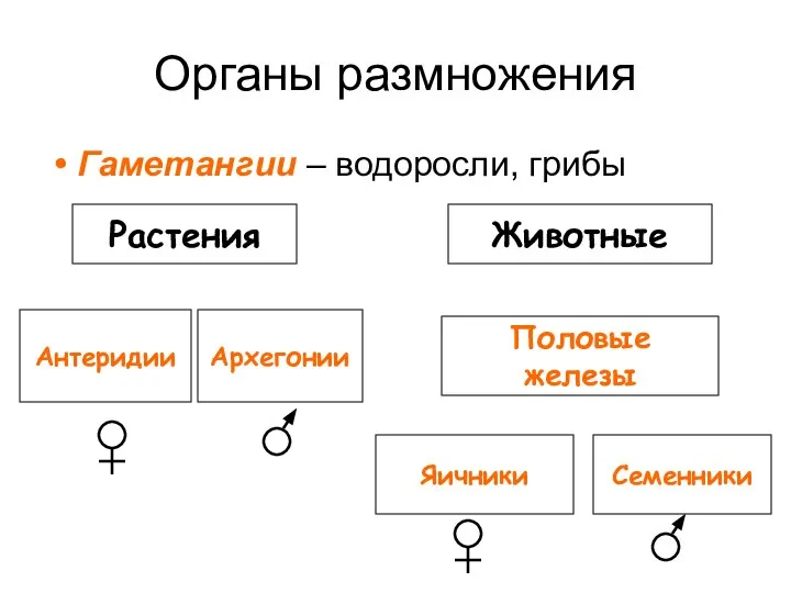 Органы размножения Гаметангии – водоросли, грибы Растения Животные Антеридии Архегонии Половые железы Семенники Яичники