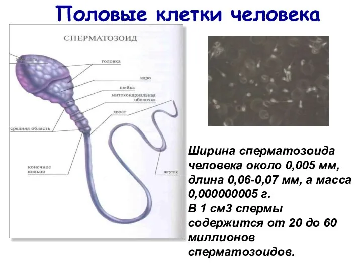 Половые клетки человека акросома Ширина сперматозоида человека около 0,005 мм, длина 0,06-0,07