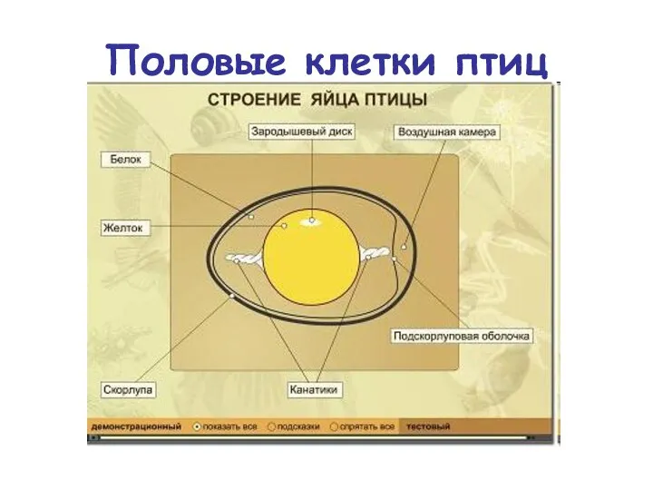 Половые клетки птиц