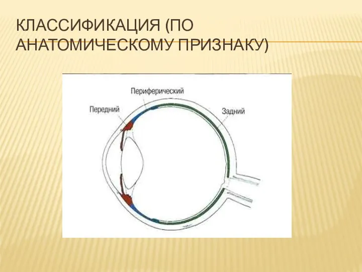 КЛАССИФИКАЦИЯ (ПО АНАТОМИЧЕСКОМУ ПРИЗНАКУ)