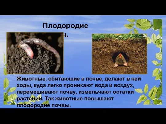 Плодородие почвы. Животные, обитающие в почве, делают в ней ходы, куда легко
