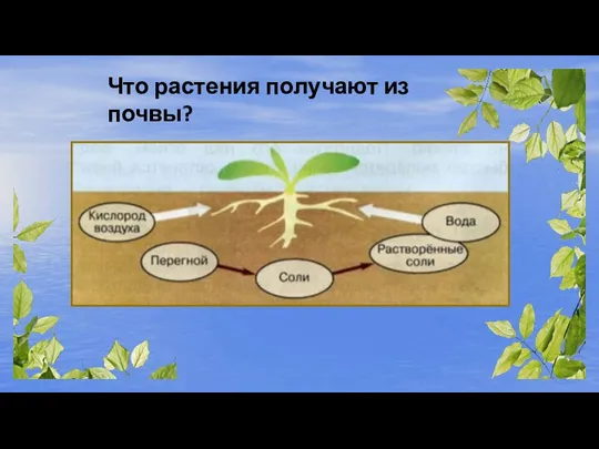 Что растения получают из почвы?