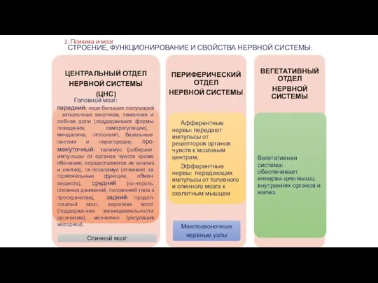 2. Психика и мозг СТРОЕНИЕ, ФУНКЦИОНИРОВАНИЕ И СВОЙСТВА НЕРВНОЙ СИСТЕМЫ: