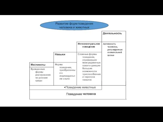 Поведение человека Поведение животных Развитие форм поведения человека и животных