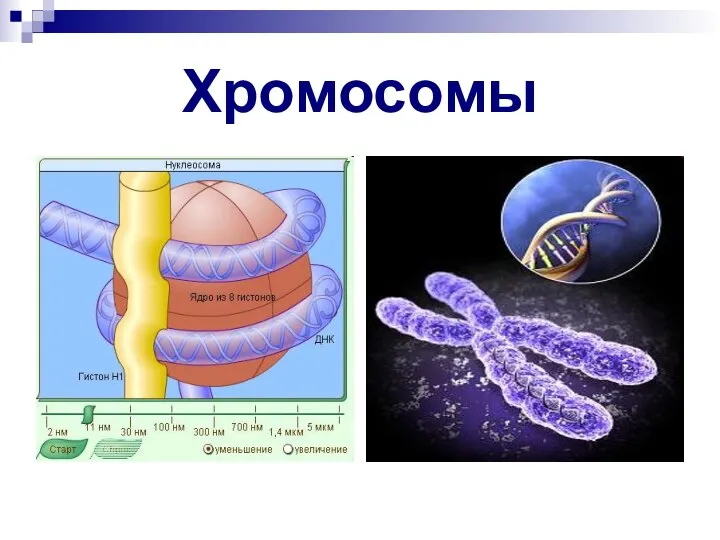 Хромосомы