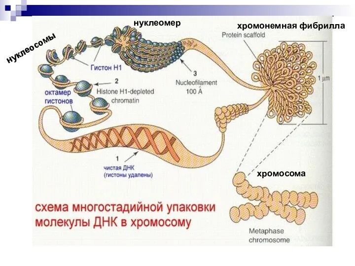 нуклеосомы нуклеомер хромонемная фибрилла хромосома