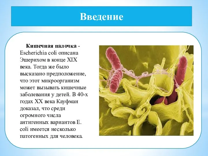 Введение Кишечная палочка - Escherichia coli описана Эшерихом в конце XIX века.