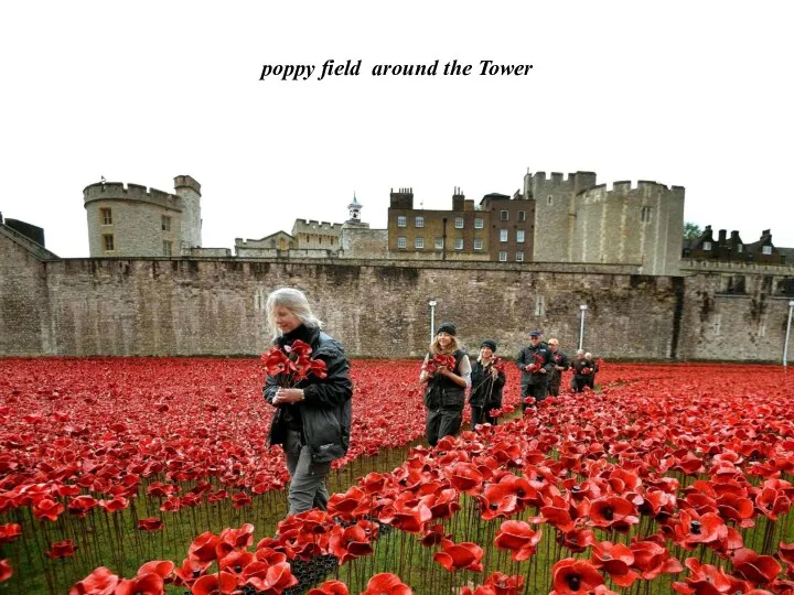 poppy field around the Tower