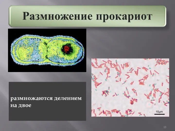 размножаются делением на двое