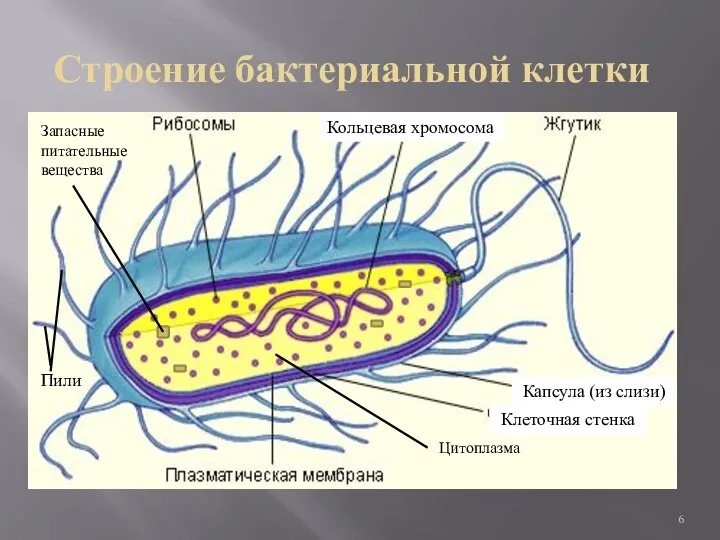 Строение бактериальной клетки Капсула (из слизи) Цитоплазма Клеточная стенка Запасные питательные вещества Пили Кольцевая хромосома