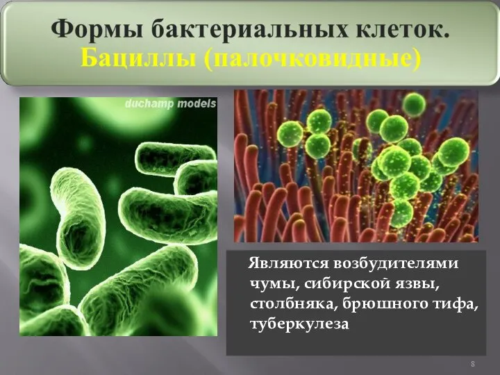 Являются возбудителями чумы, сибирской язвы, столбняка, брюшного тифа, туберкулеза