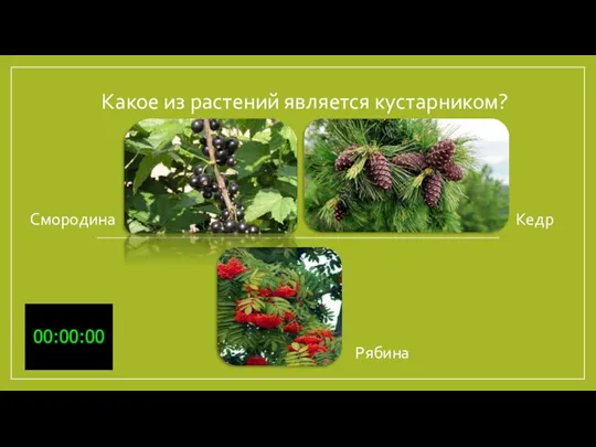Какое из растений является кустарником? Рябина Смородина Кедр