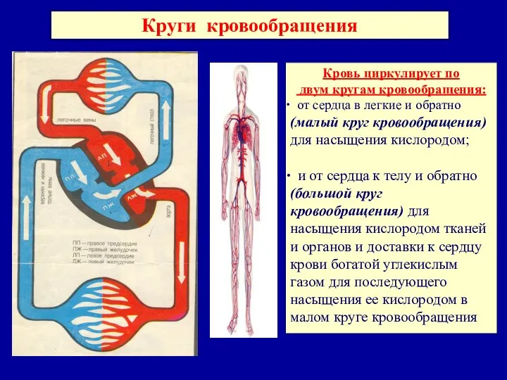 Круги кровообращения Кровь циркулирует по двум кругам кровообращения: от сердца в легкие