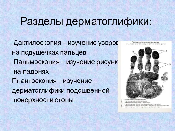 Разделы дерматоглифики: Дактилоскопия – изучение узоров на подушечках пальцев Пальмоскопия – изучение