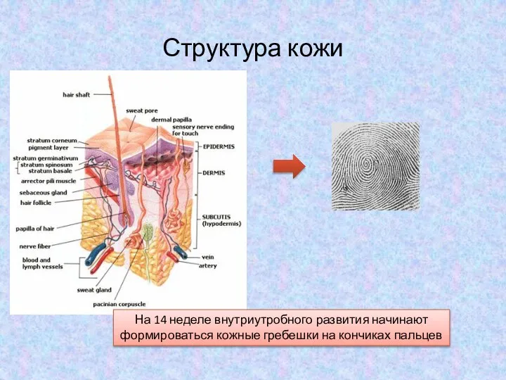 Структура кожи На 14 неделе внутриутробного развития начинают формироваться кожные гребешки на кончиках пальцев