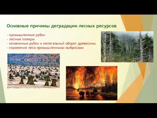 Основные причины деградации лесных ресурсов - промышленные рубки - лесные пожары -