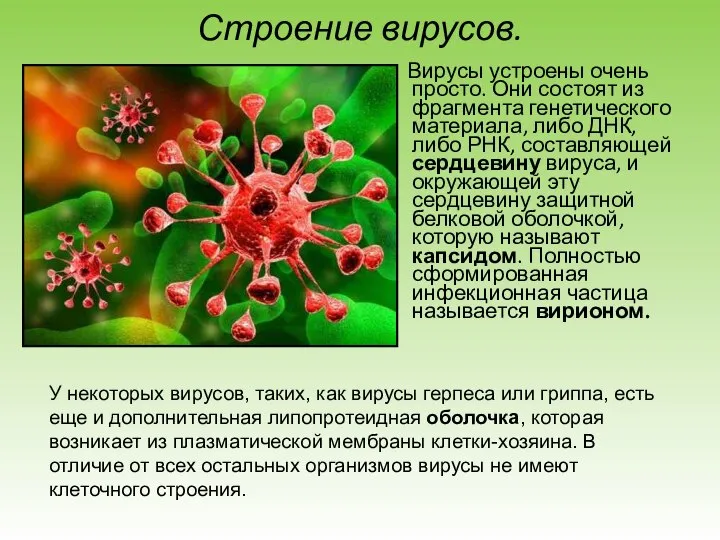 Строение вирусов. Вирусы устроены очень просто. Они состоят из фрагмента генетического материала,