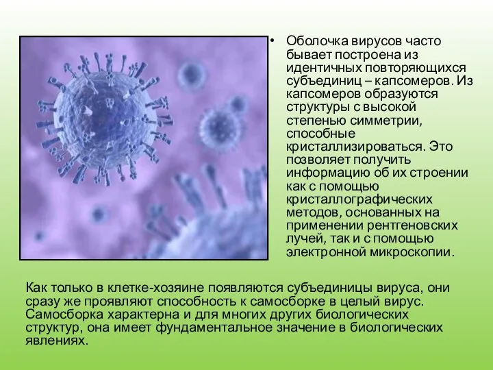 Оболочка вирусов часто бывает построена из идентичных повторяющихся субъединиц – капсомеров. Из