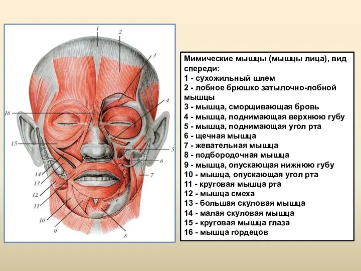 Мимические мышцы (мышцы лица), вид спереди: 1 - сухожильный шлем 2 -