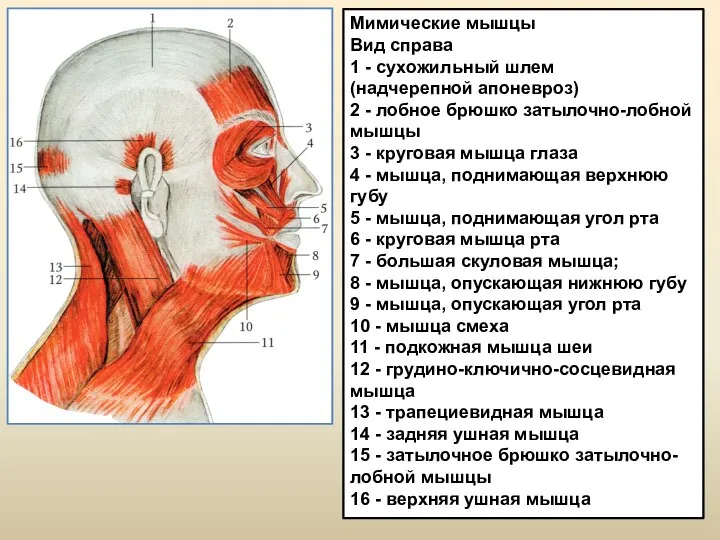 Мимические мышцы Вид справа 1 - сухожильный шлем (надчерепной апоневроз) 2 -