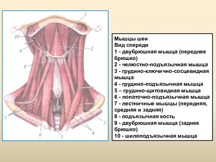 Мышцы шеи Вид спереди 1 - двубрюшная мышца (переднее брюшко) 2 -