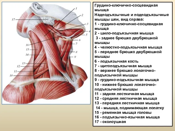 Грудино-ключично-сосцевидная мышца Надподъязычные и подподъязычные мышцы шеи, вид справа: 1 - грудино-ключично-сосцевидная