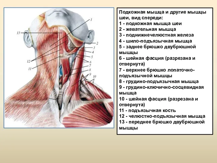 Подкожная мышца и другие мышцы шеи, вид спереди: 1 - подкожная мышца