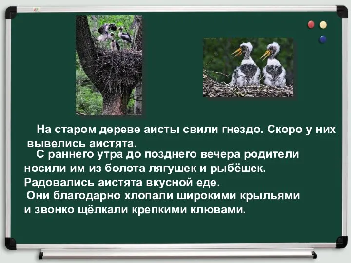 На старом дереве аисты свили гнездо. Скоро у них вывелись аистята. С