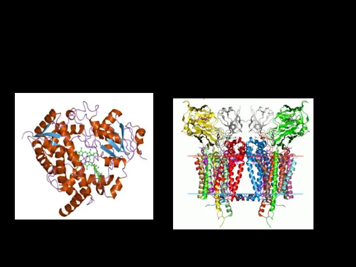 Примеры цитохромов: - цитохромы дыхательной цепи ферментов (b, c1, c, a, a3);