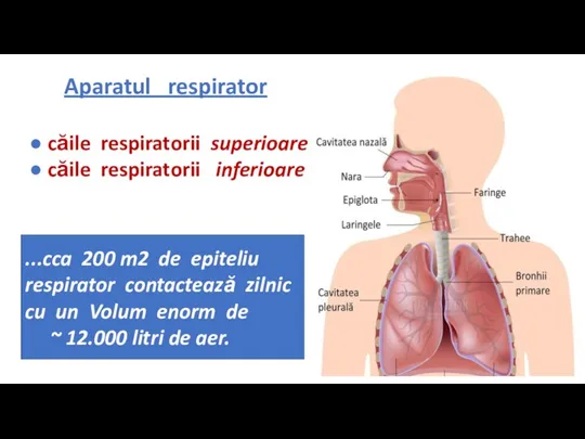 Aparatul respirator ● căile respiratorii superioare ● căile respiratorii inferioare ...cca 200