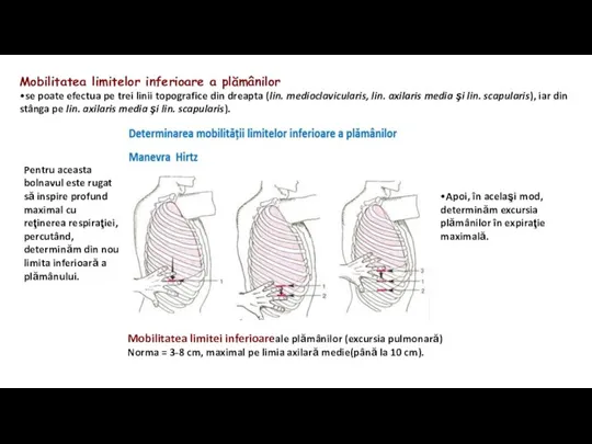 Mobilitatea limitelor inferioare a plămânilor •se poate efectua pe trei linii topografice