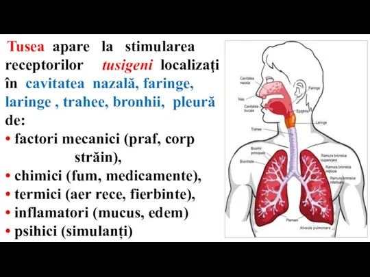 Tusea apare la stimularea receptorilor tusigeni localizaţi în cavitatea nazală, faringe, laringe