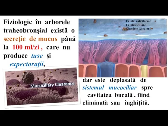 Fiziologic în arborele traheobronşial există o secreţie de mucus până la 100