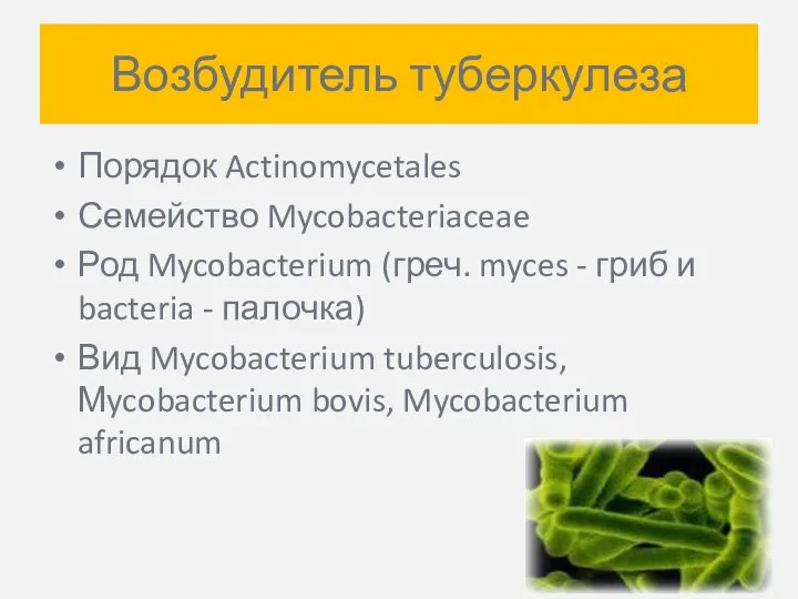 Возбудитель туберкулеза Порядок Actinomycetales Семейство Mycobacteriaceae Род Mycobacterium (греч. myces - гриб