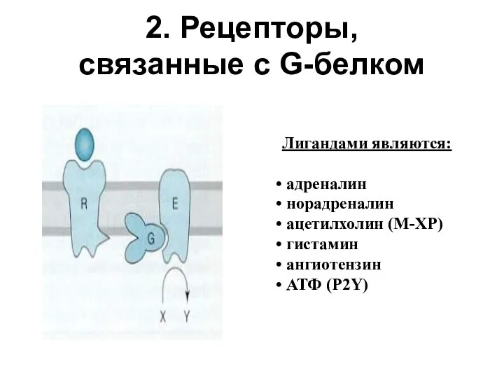 2. Рецепторы, связанные с G-белком Лигандами являются: адреналин норадреналин ацетилхолин (М-ХР) гистамин ангиотензин АТФ (P2Y)