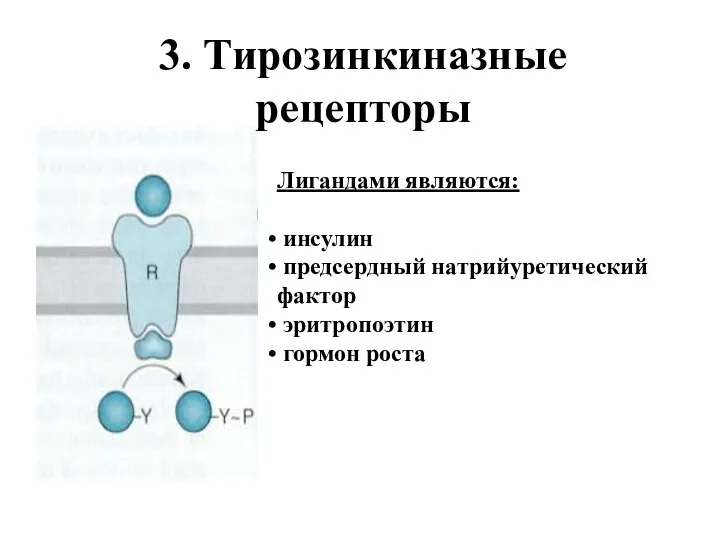 3. Тирозинкиназные рецепторы Лигандами являются: инсулин предсердный натрийуретический фактор эритропоэтин гормон роста