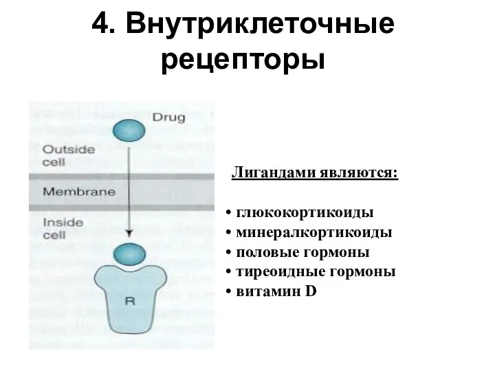 4. Внутриклеточные рецепторы Лигандами являются: глюкокортикоиды минералкортикоиды половые гормоны тиреоидные гормоны витамин D