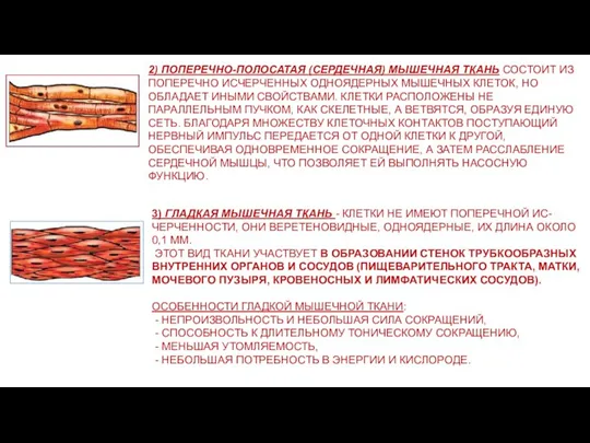 2) ПОПЕРЕЧНО-ПОЛОСАТАЯ (СЕРДЕЧНАЯ) МЫШЕЧНАЯ ТКАНЬ СОСТОИТ ИЗ ПОПЕРЕЧНО ИСЧЕРЧЕННЫХ ОДНОЯДЕРНЫХ МЫШЕЧНЫХ КЛЕТОК,