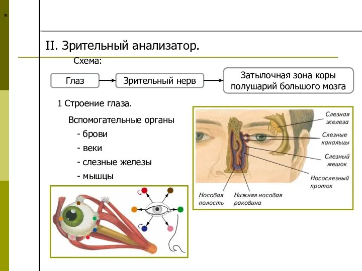 * II. Зрительный анализатор. Схема: Глаз Зрительный нерв Затылочная зона коры полушарий